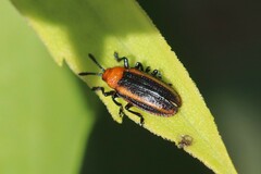 Microrhopala vittata