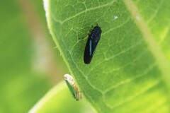 Graphocephala lugubris