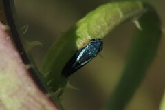 Graphocephala lugubris