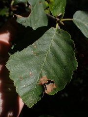 Taphrina