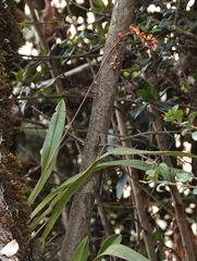 Cyrtochilum rhodoneurum