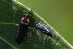 Graphocephala lugubris