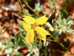 Goodenia fascicularis