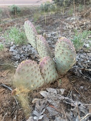 Opuntia aurea