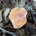 Lactarius hygrophoroides hygrophoroides - Photo (c) Suzanne Cadwell, μερικά δικαιώματα διατηρούνται (CC BY-NC), uploaded by Suzanne Cadwell