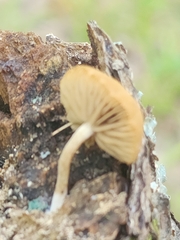 Simocybe serrulata