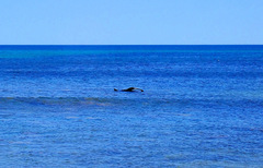 Arctocephalus forsteri