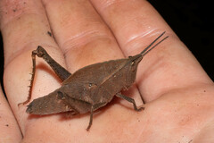 Colpolopha latipennis