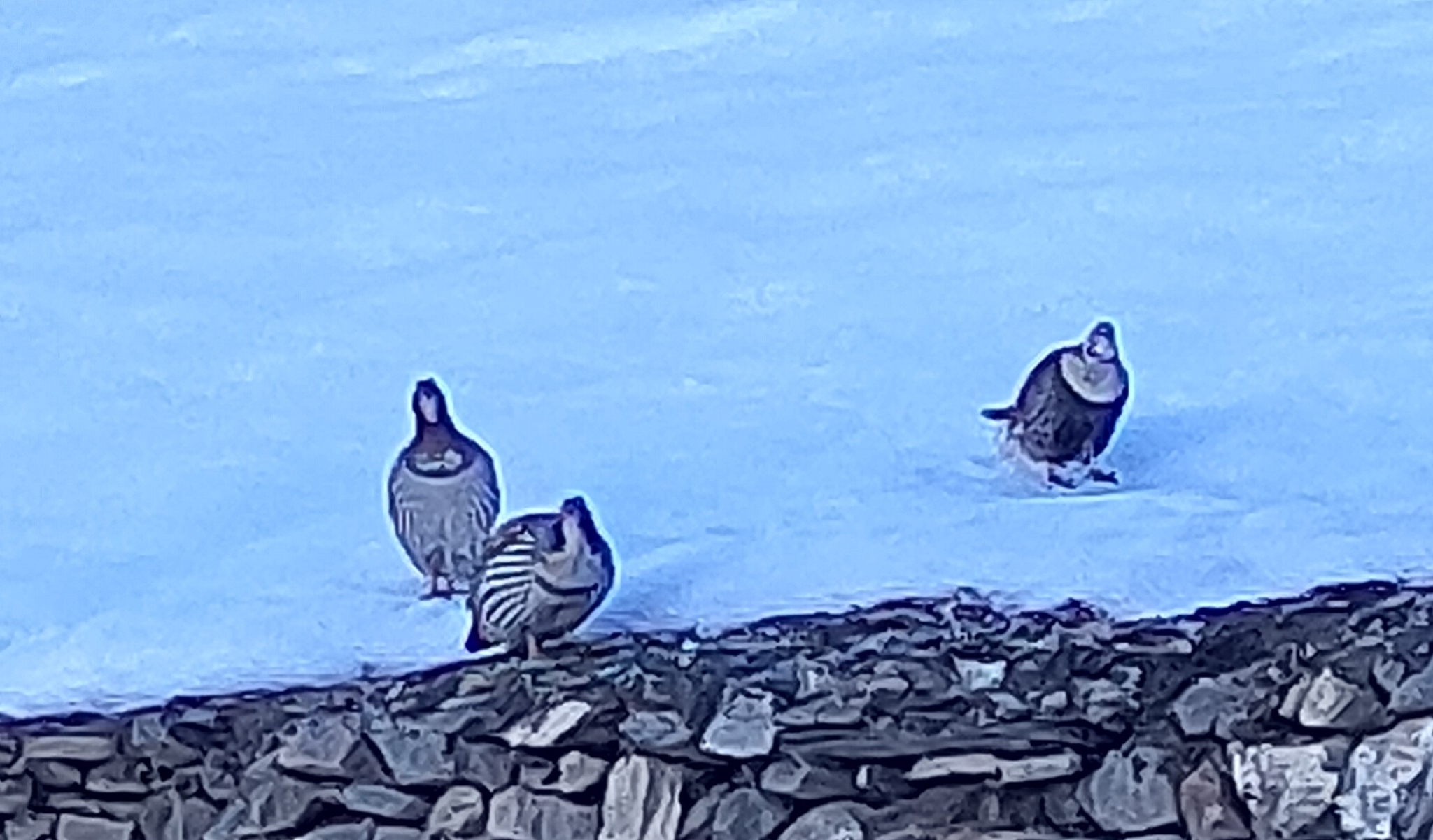 Tibetan Snowcock illustration