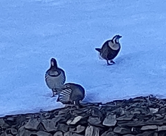 Tetraogallus tibetanus