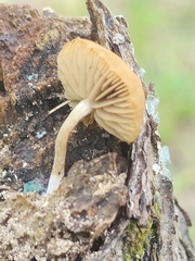 Simocybe serrulata