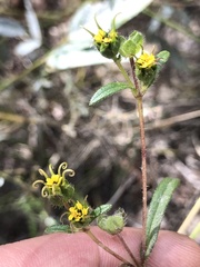 Melampodium longicorne