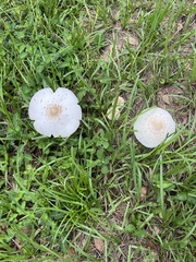 Chlorophyllum molybdites image