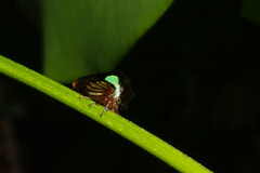 Smiliinae