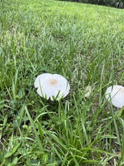 Chlorophyllum molybdites image