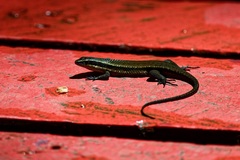 Eutropis