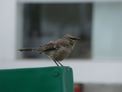 Mimus longicaudatus
