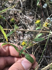 Melampodium longicorne