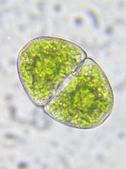 Cosmarium pyramidatum