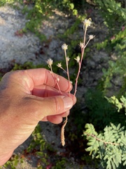 Portulaca suffrutescens