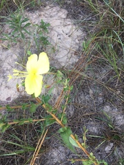 Oenothera drummondii