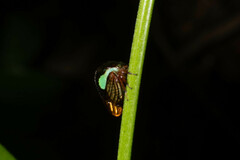 Smiliinae