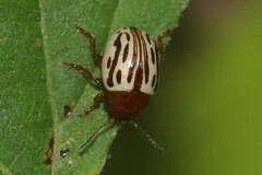 Zygogramma heterothecae