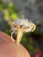 Portulaca suffrutescens