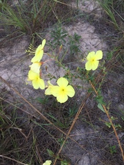Oenothera drummondii