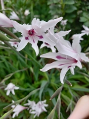 Gladiolus carneus