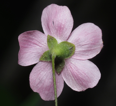 Sidastrum tehuacanum