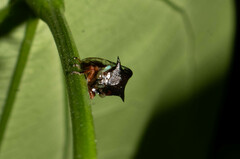 Smiliinae