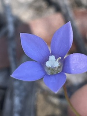Wahlenbergia