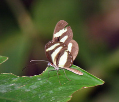 Aeria eurimedia