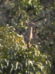 Nycticorax nycticorax