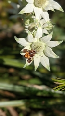 Hecatesia fenestrata