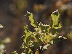 Berberis pinnata