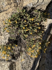 Ericameria cuneata