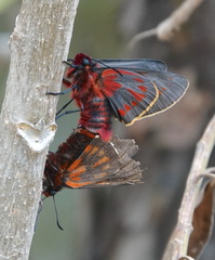 Metardaris cosinga cosinga