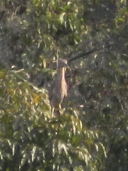 Nycticorax nycticorax