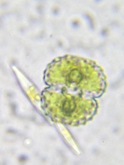 Cosmarium contractum