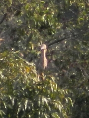 Nycticorax nycticorax