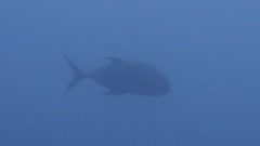 Caranx