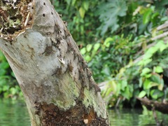 Rhynchonycteris naso