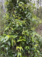 Parsonsia