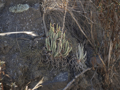 Dudleya edulis