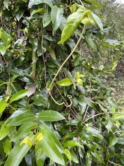 Parsonsia