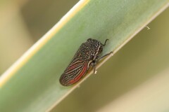 Cuerna striata