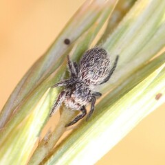 Phidippus octopunctatus