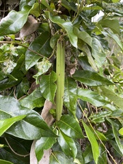 Parsonsia